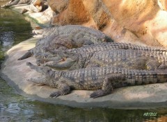 Fonds d'cran Animaux Crocodile