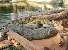 Fonds d'cran Animaux Crocodile