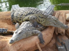 Fonds d'cran Animaux Crocodile