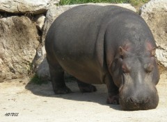 Fonds d'cran Animaux Hippopotame