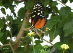 Fonds d'cran Animaux Papillon