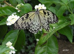 Fonds d'cran Animaux Papillon