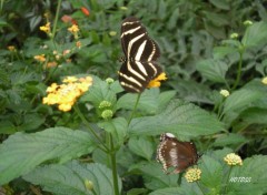 Fonds d'cran Animaux Papillon