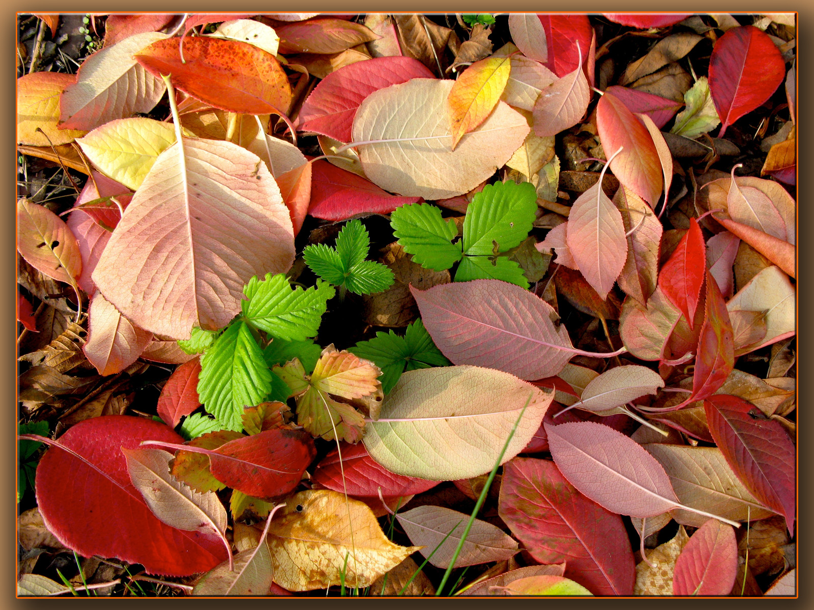 Wallpapers Nature Leaves - Foliage Les fraisiers se prparent pour l'anne prochaine