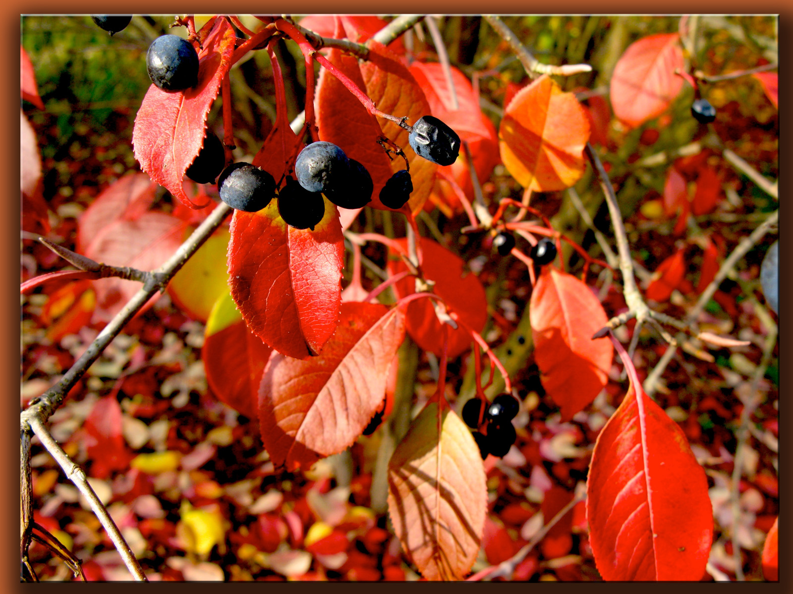 Wallpapers Nature Fruits Couleurs d'automne