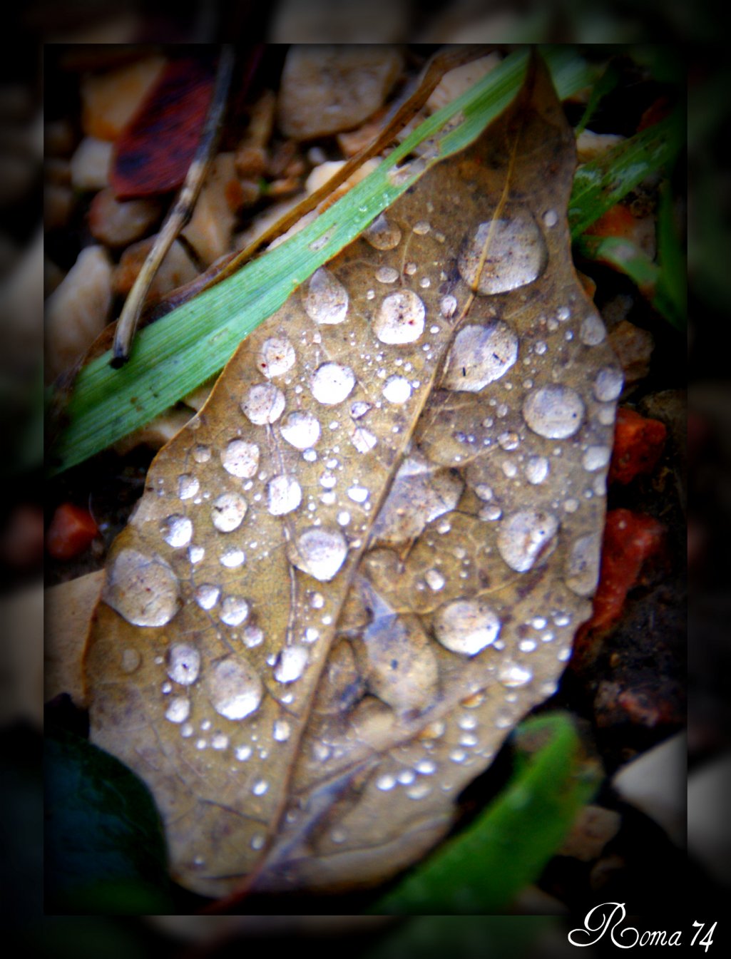 Wallpapers Nature Water - Drops La rose