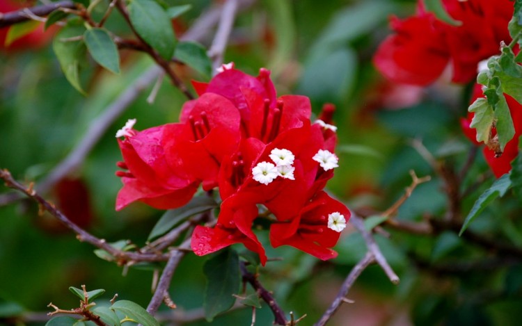 Fonds d'cran Nature Fleurs bouguinvillier