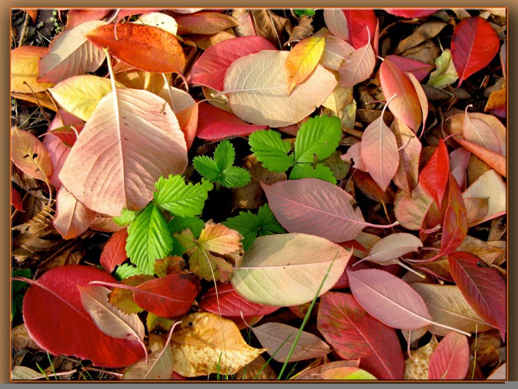 Wallpapers Nature Leaves - Foliage Les fraisiers se prparent pour l'anne prochaine