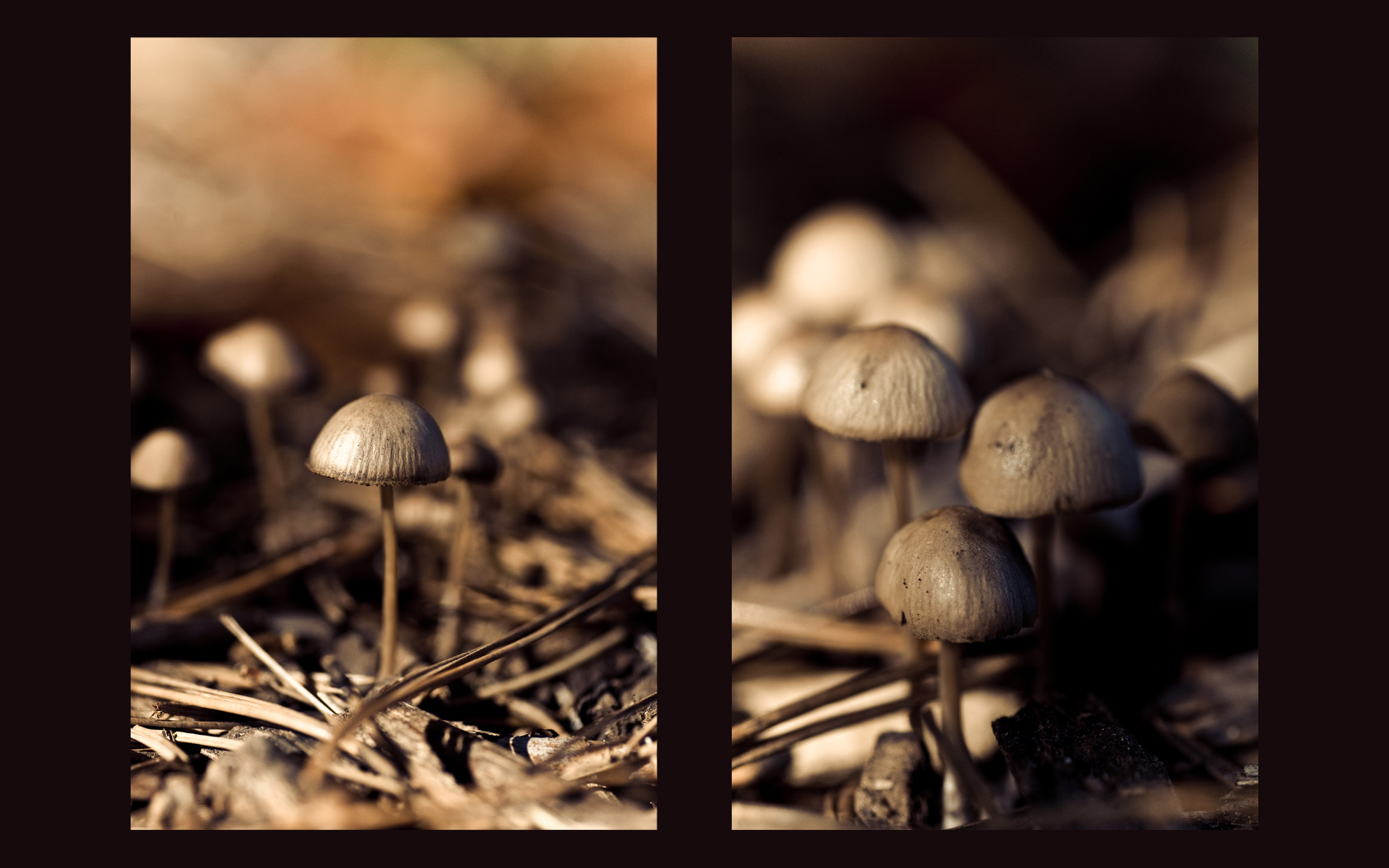 Wallpapers Nature Mushrooms 