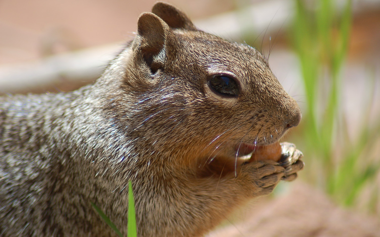 Fonds d'cran Animaux Rongeurs - Ecureuils j'adore la noisette..