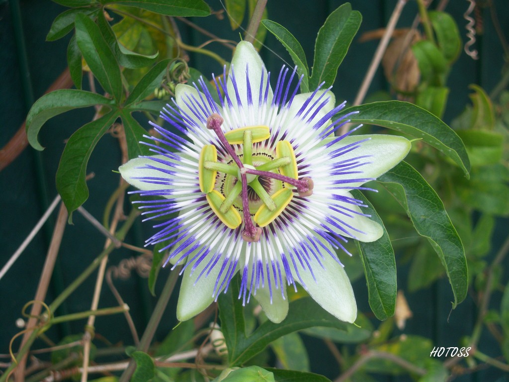 Wallpapers Nature Flowers Fleur de passiflore