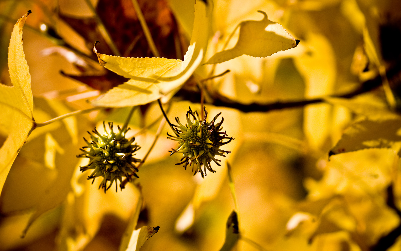 Fonds d'cran Nature Saisons - Automne 