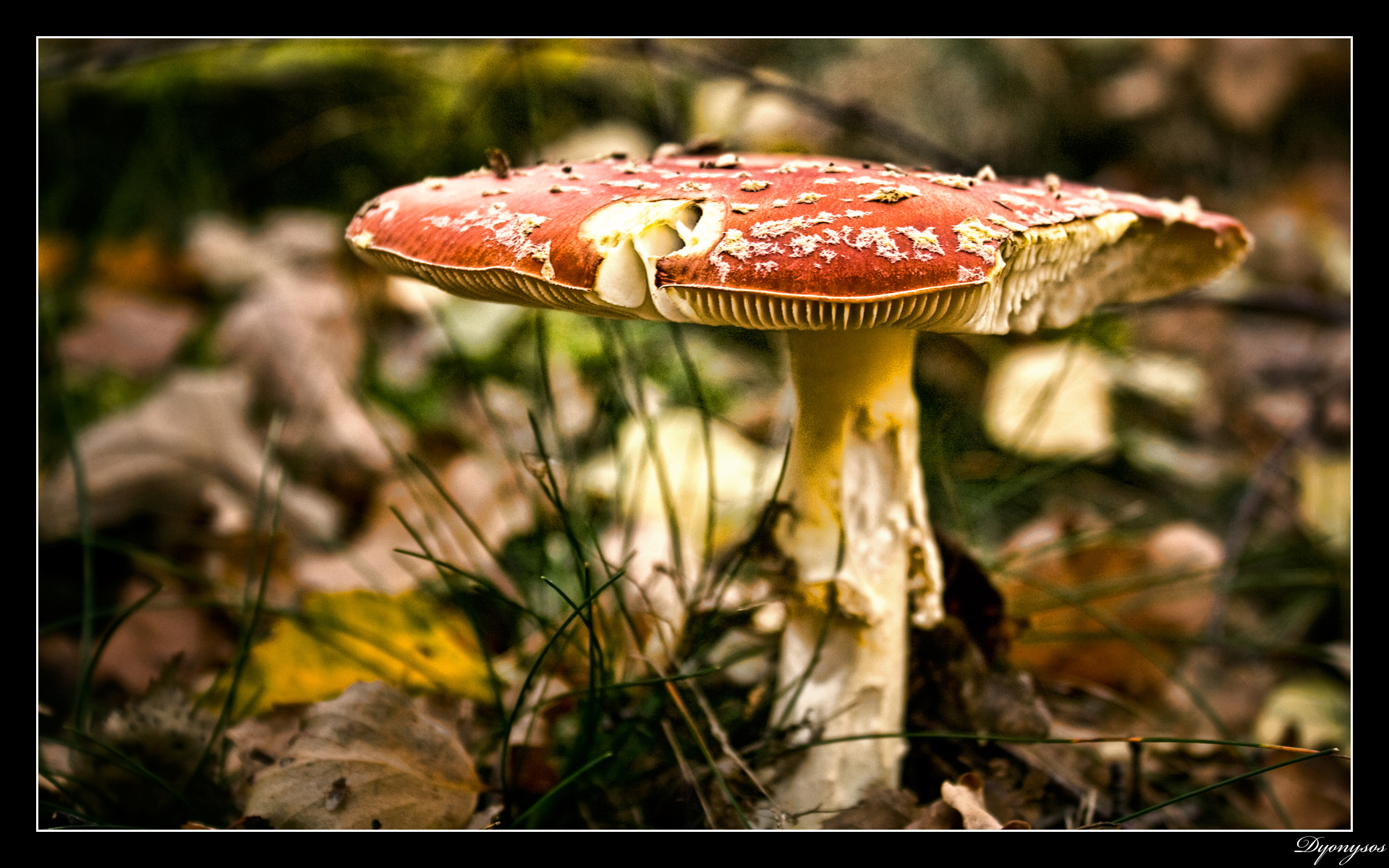 Fonds d'cran Nature Champignons Champignon