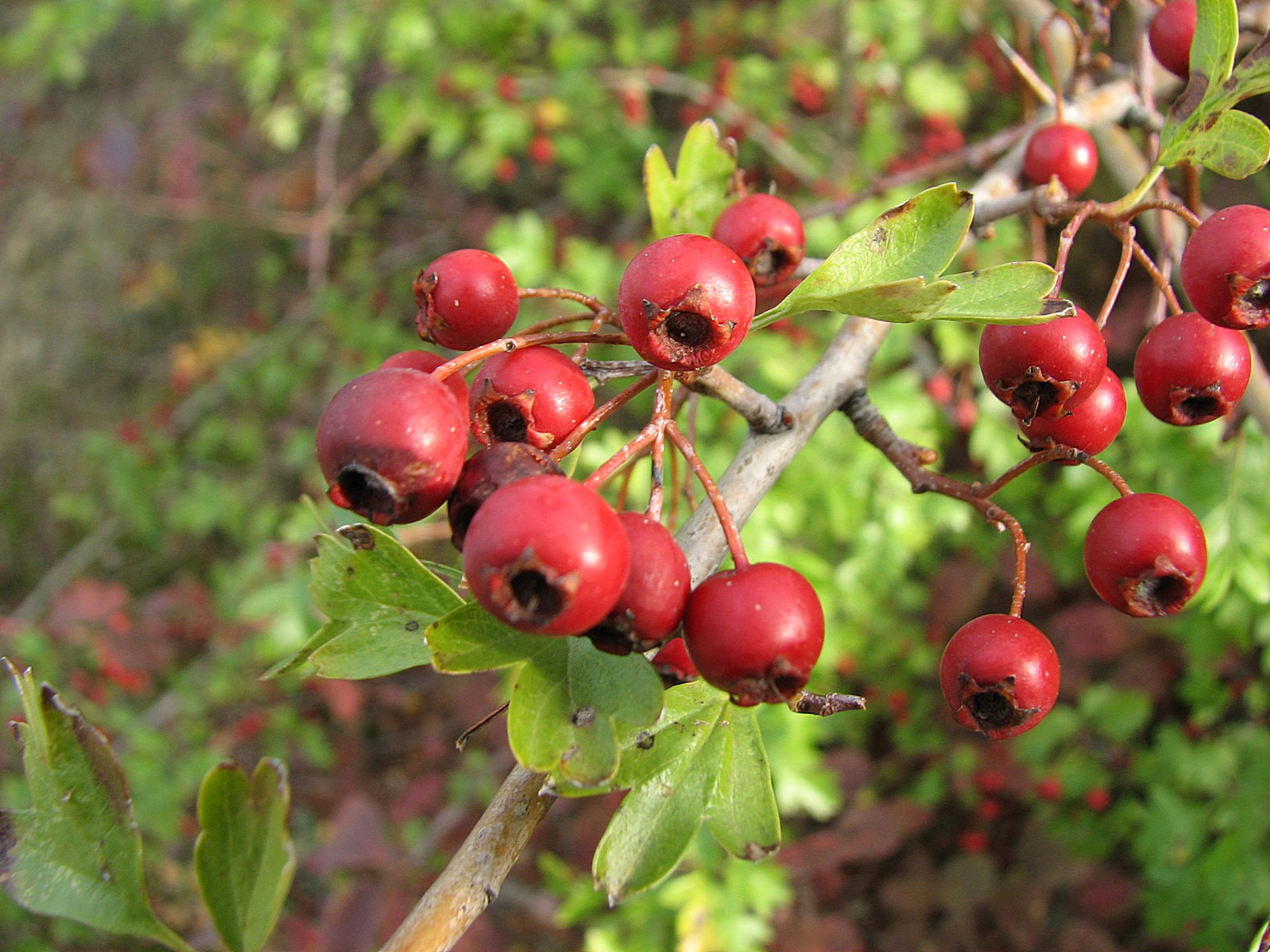 Wallpapers Nature Fruits Fruits de l'aubpine 