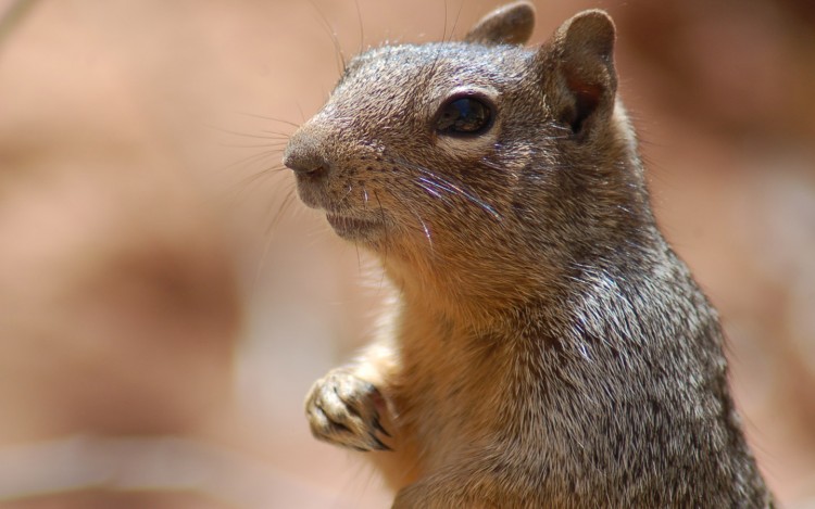 Fonds d'cran Animaux Rongeurs - Ecureuils Attentif