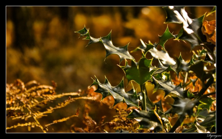 Wallpapers Nature Plants - Shrubs Houx