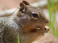 Fonds d'cran Animaux j'adore la noisette..