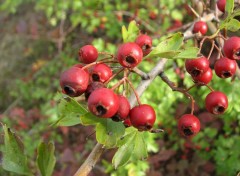 Fonds d'cran Nature Fruits de l'aubpine 