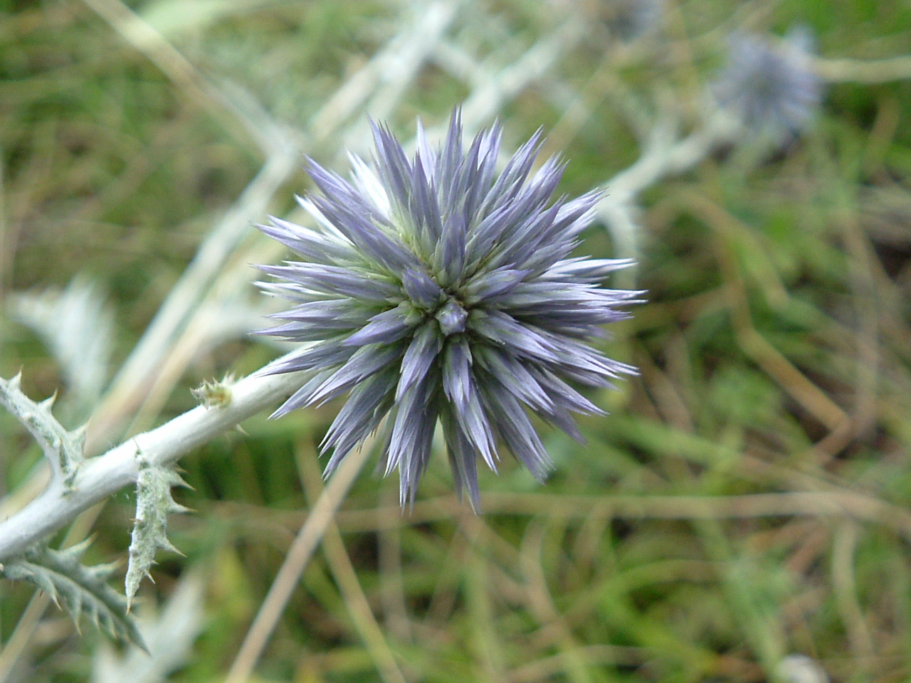 Fonds d'cran Nature Fleurs Fleur de mauvaise humeur