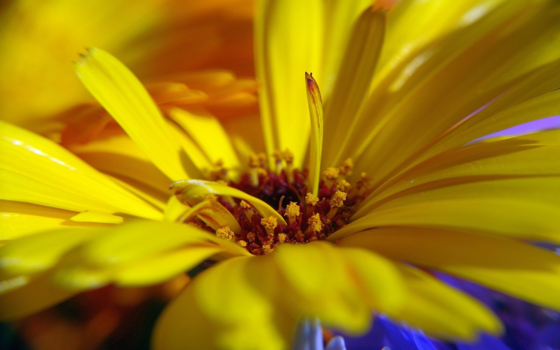 Fonds d'cran Nature Fleurs pistils