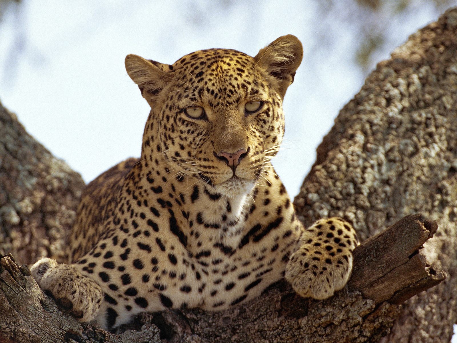 Fonds d'cran Animaux Flins - Lopards Un animal dans la savane...