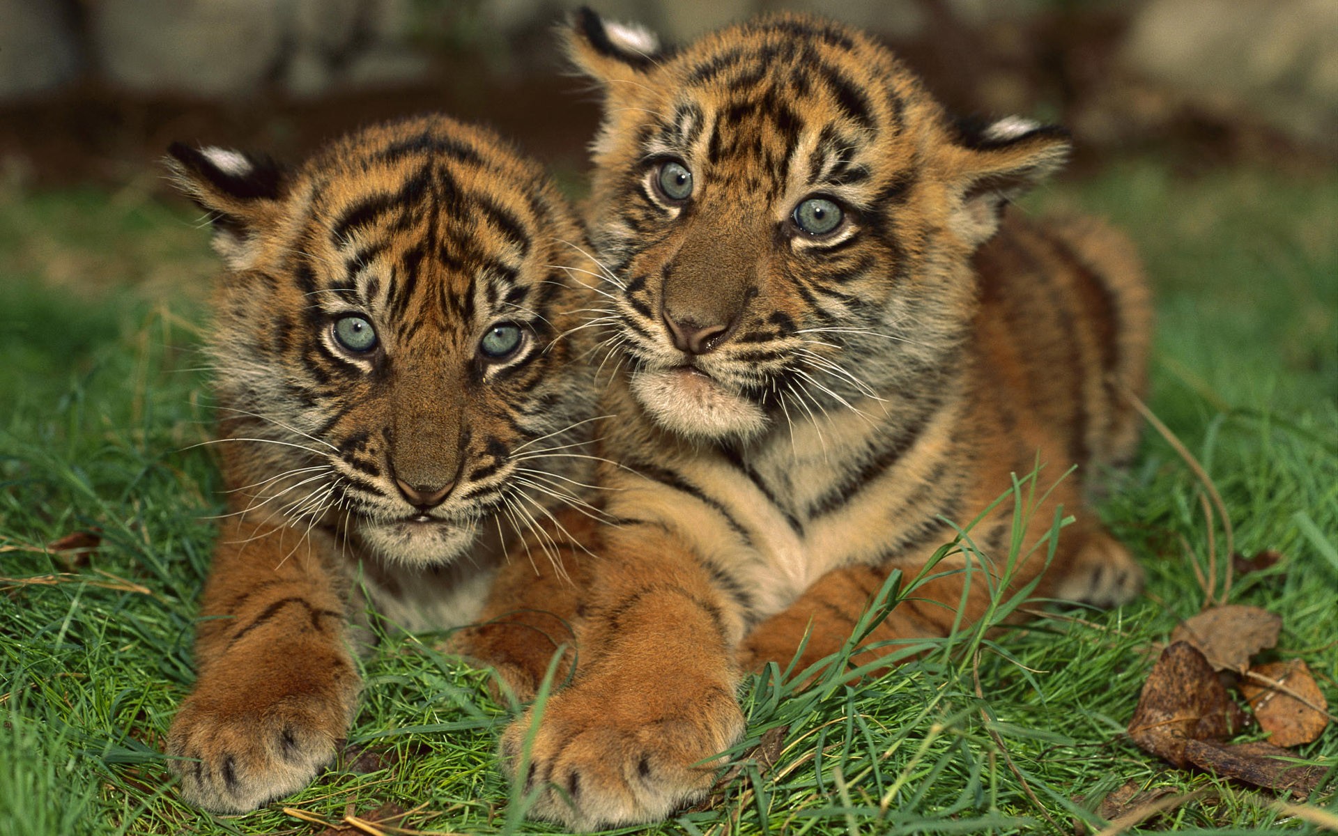 Fonds d'cran Animaux Flins - Tigres Deux frres...