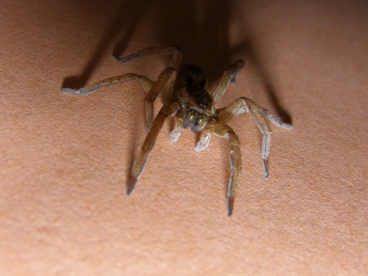 Wallpapers Animals Spiders Araigne