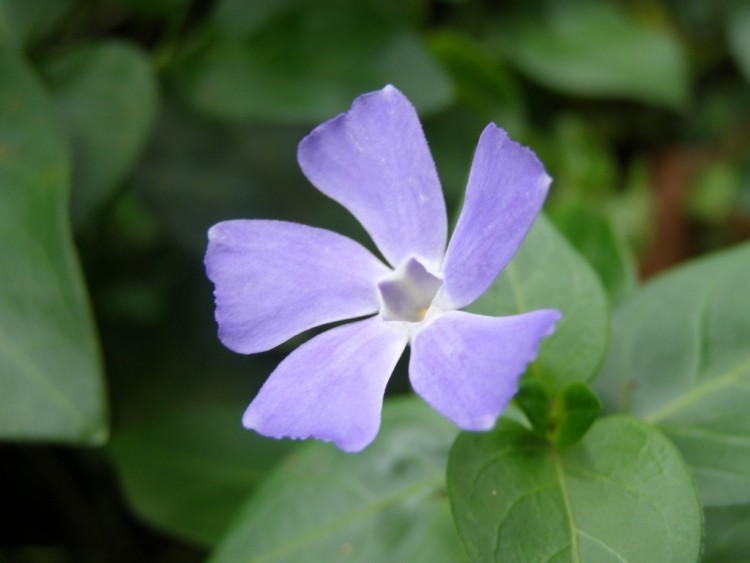 Fonds d'cran Nature Fleurs Jolie Fleur