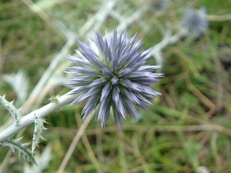 Fonds d'cran Nature Fleurs Fleur de mauvaise humeur