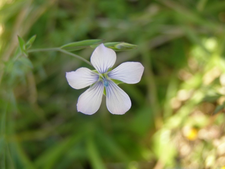 Fonds d'cran Nature Fleurs Belle fleur