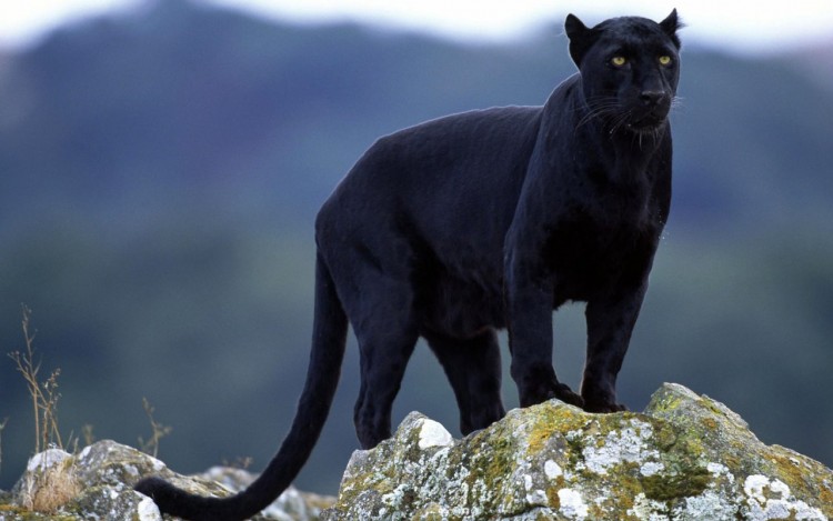 Wallpapers Animals Felines - Black panthers Au sommet de l'agilit