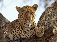 Wallpapers Animals Un animal dans la savane...