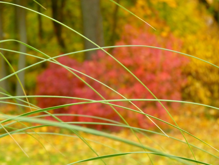 Wallpapers Nature Leaves - Foliage Buissons