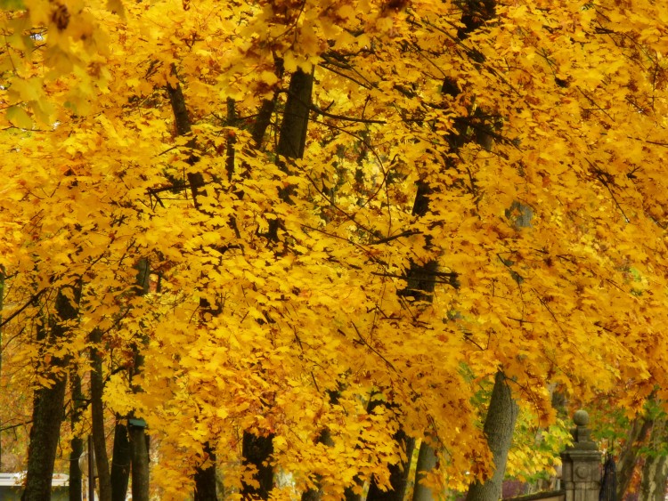 Wallpapers Nature Seasons - Fall Feuilles d'or