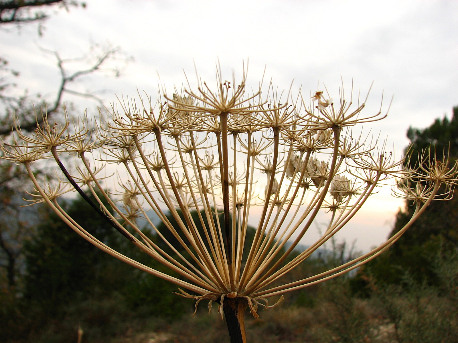 Fonds d'cran Nature Fleurs Squelette d'un laser de france 