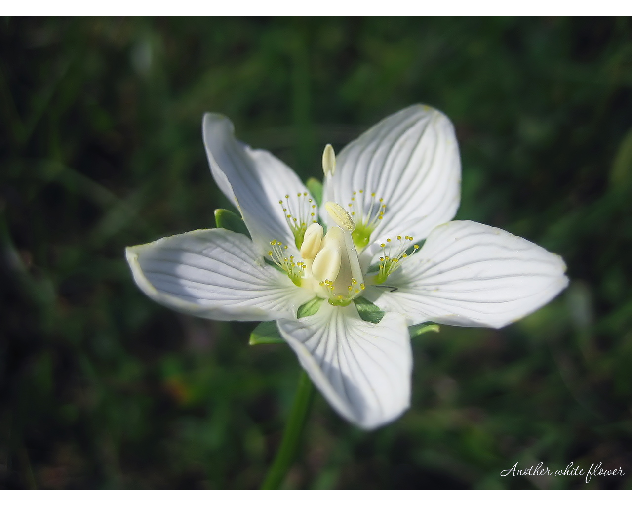 Wallpapers Nature Flowers Fleur blanche