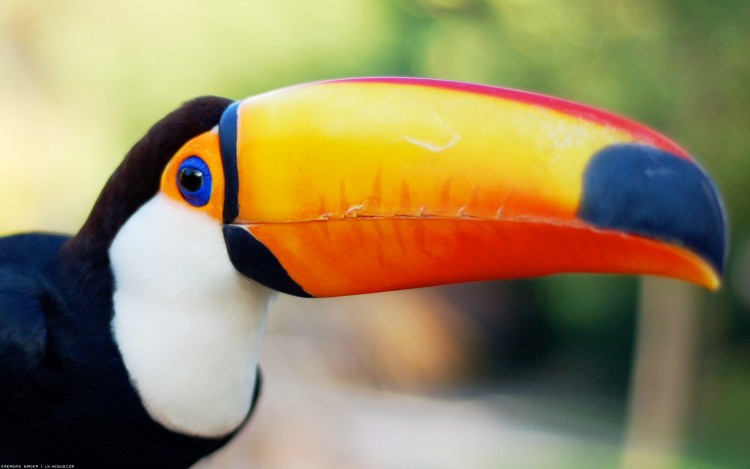 Wallpapers Animals Birds - Toucans Jolis yeux bleus