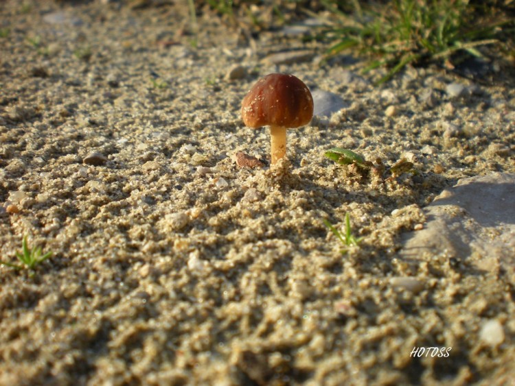 Wallpapers Nature Mushrooms Petit Champignon