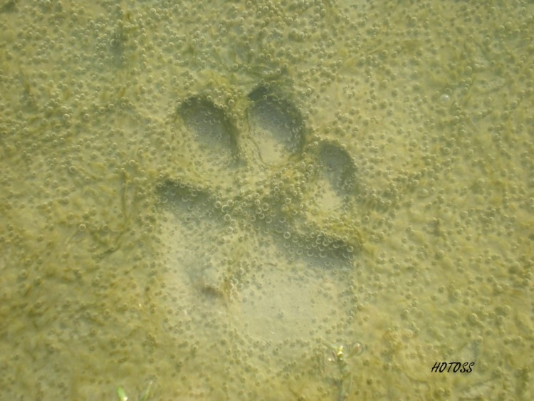 Wallpapers Animals Dogs Empreinte de chien dans l'eau