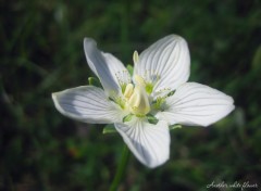 Wallpapers Nature Fleur blanche