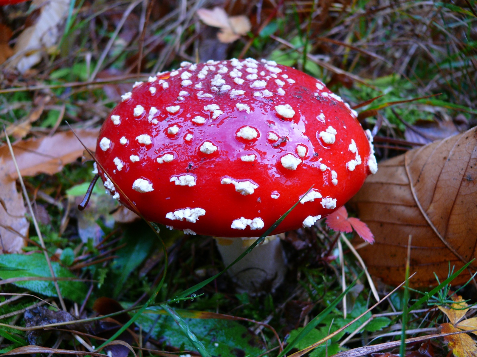 Fonds d'cran Nature Champignons 