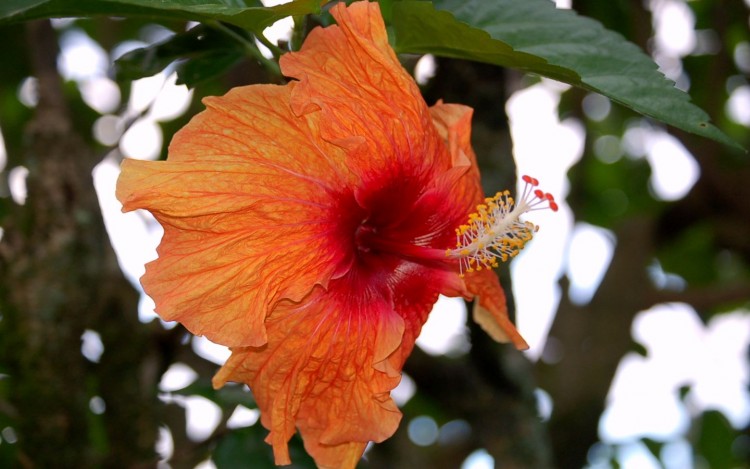 Fonds d'cran Nature Fleurs Hibiscus