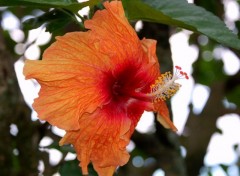 Fonds d'cran Nature Hibiscus