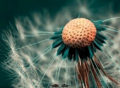 Wallpapers Nature Dandelion