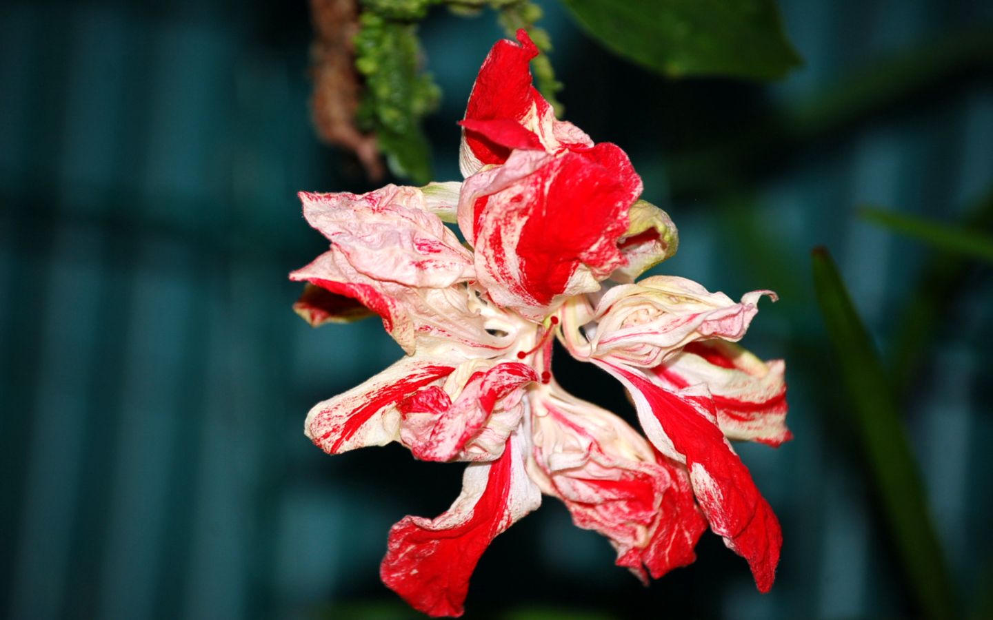 Fonds d'cran Nature Fleurs hibiscus