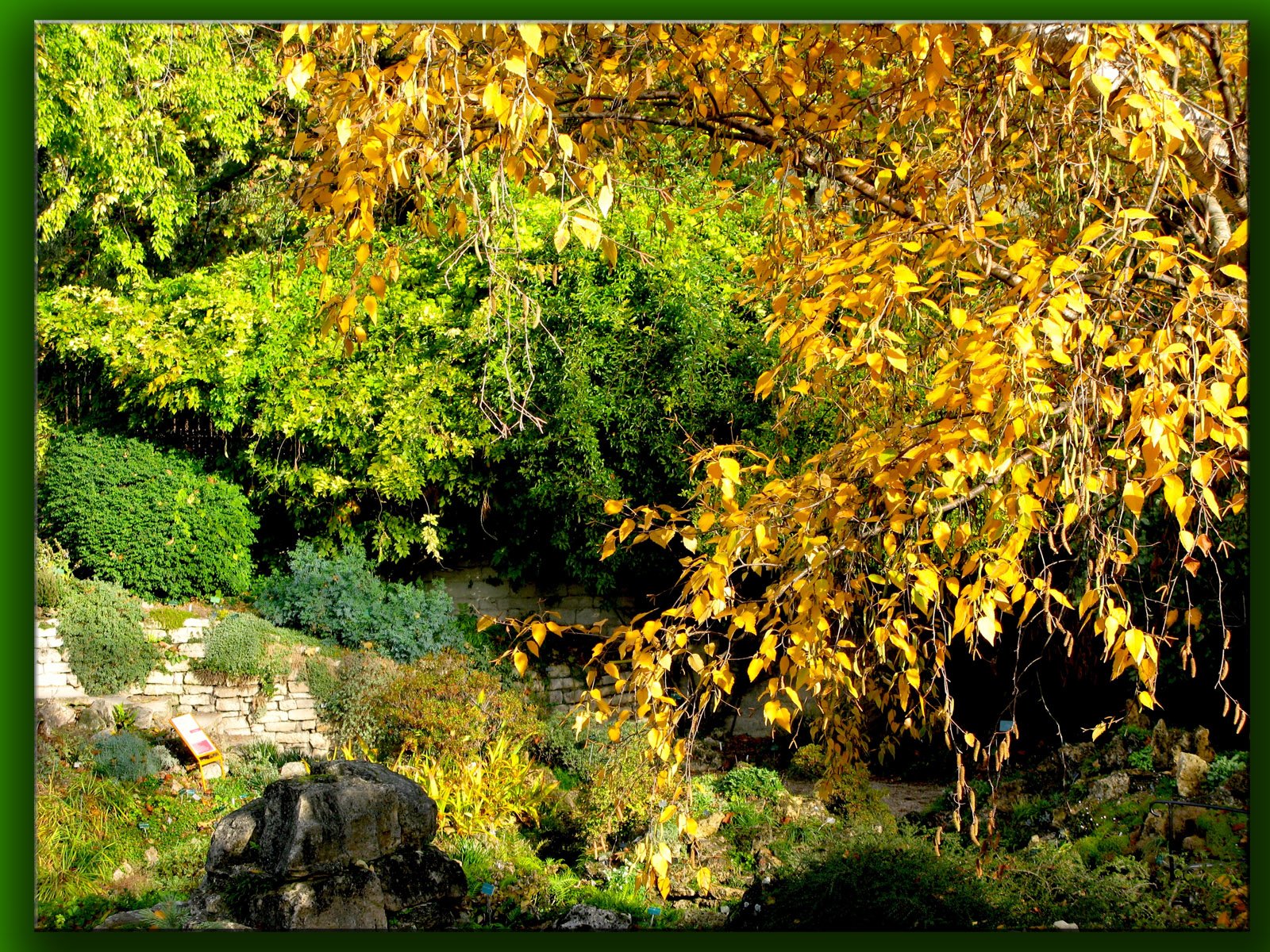 Wallpapers Nature Trees - Forests jardin des plantes