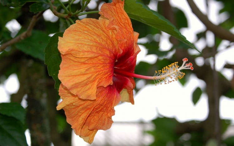 Fonds d'cran Nature Fleurs De profil..