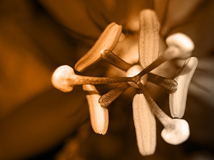 Fonds d'cran Nature Fleurs contraste d'une fleur exotique 