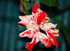 Fonds d'cran Nature hibiscus