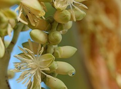 Fonds d'cran Nature flowers